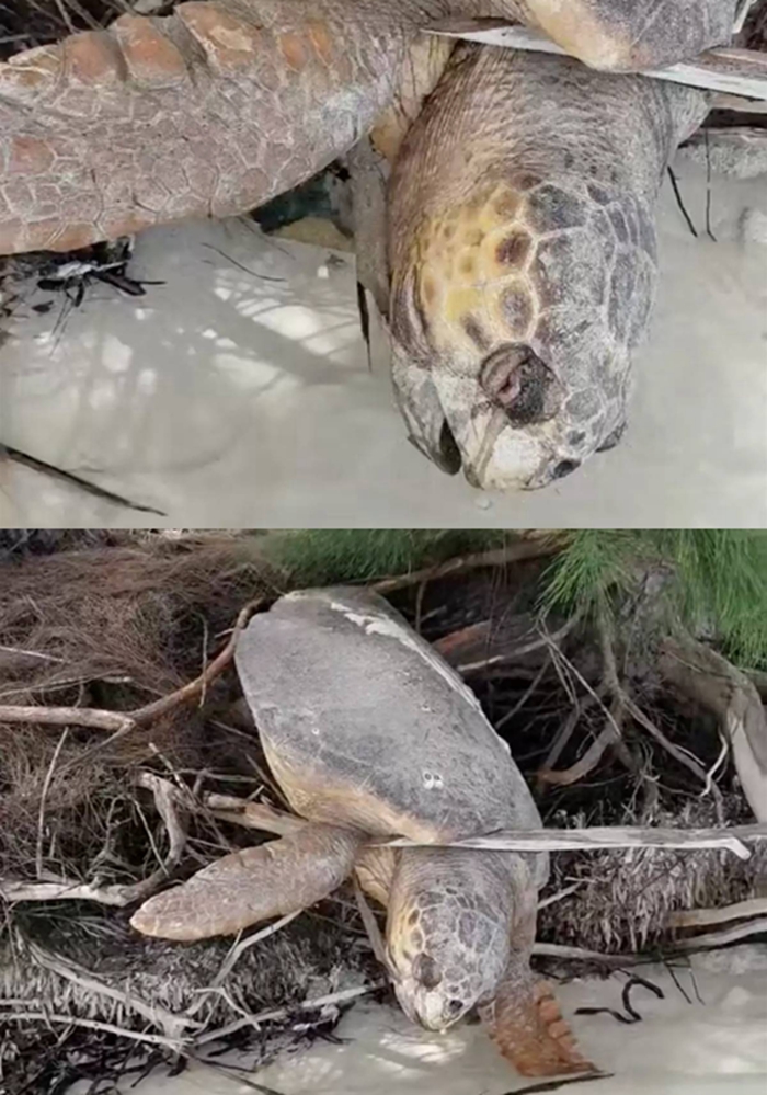 海灘旁遇到「斷氣海龜」！好心人上前想送葬…竟奇蹟讓牠「起死回生」